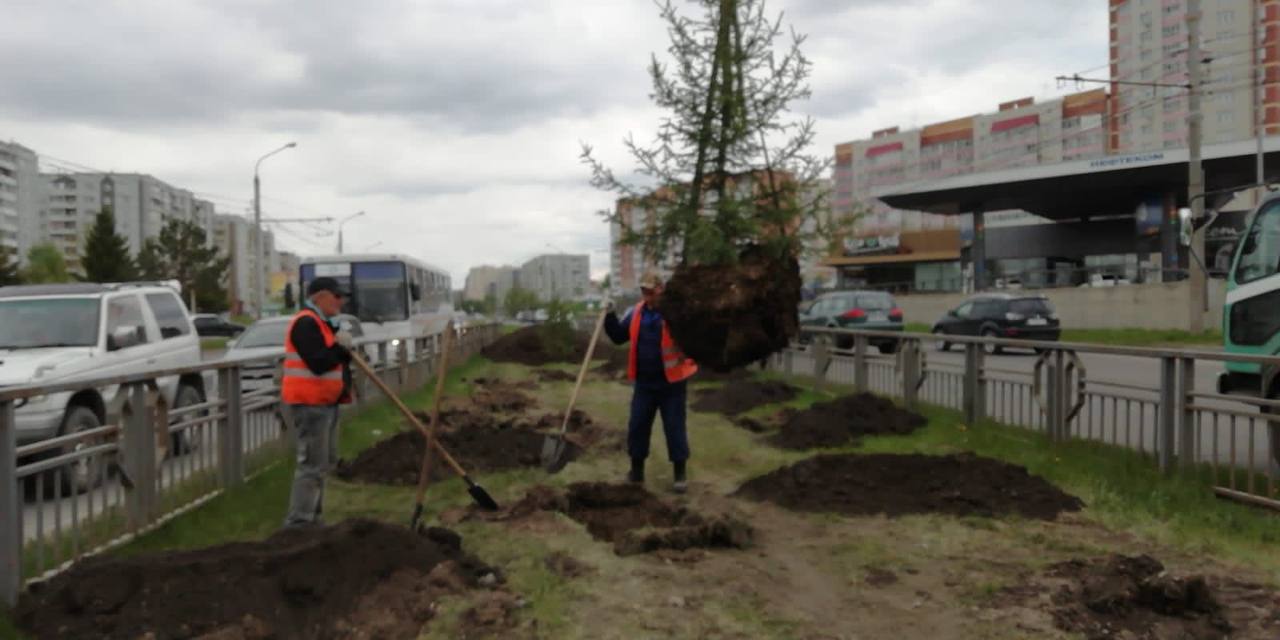 В Красноярске высаживают елки на проспекте Комсомольский
