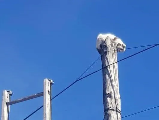 В Красноярском крае сотрудники МЧС спасли кота