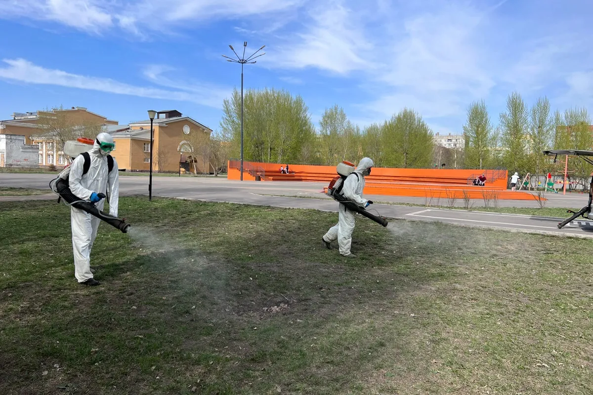 В Красноярске ищут подрядчика для обработки города от клещей