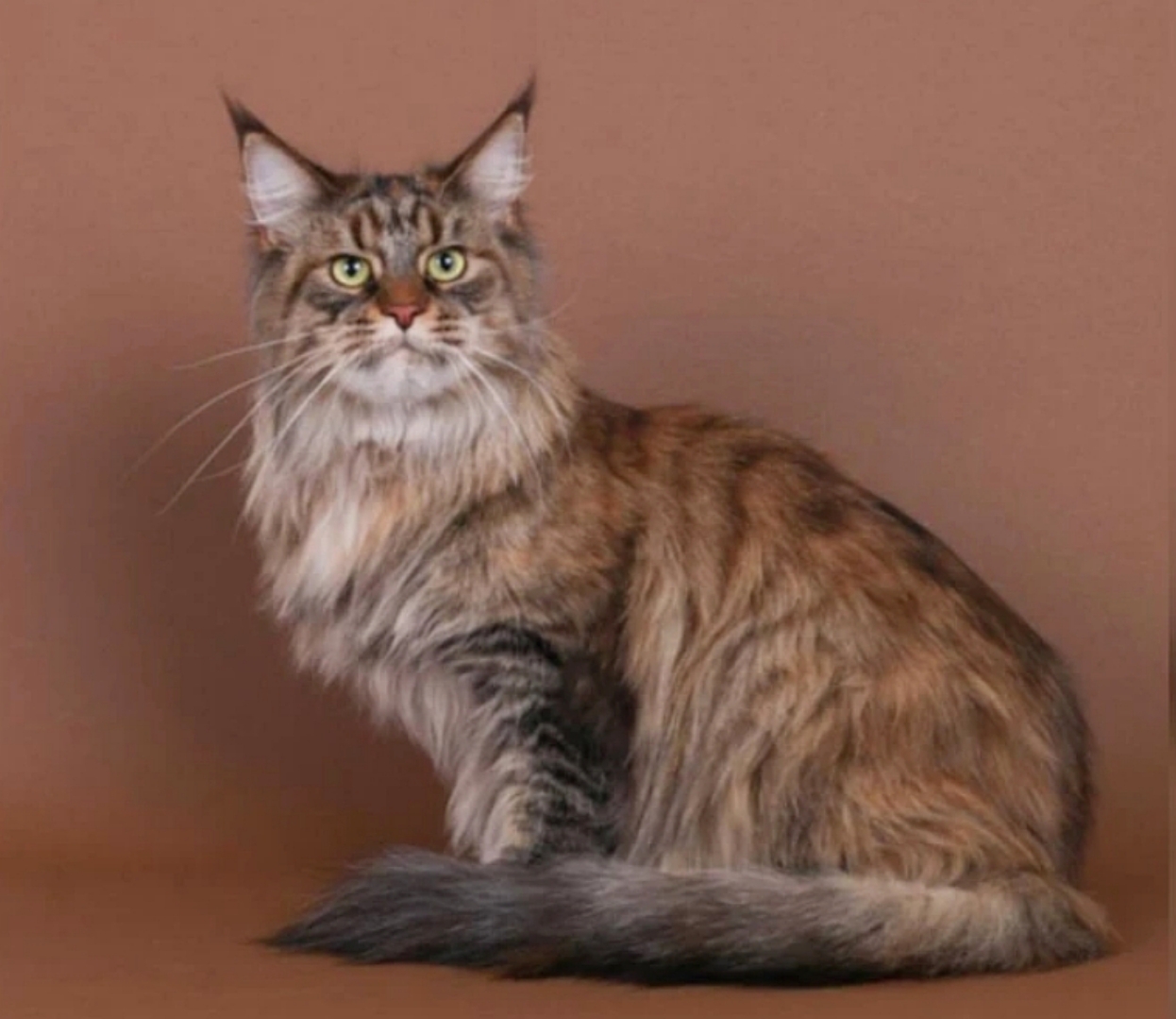 Патрисия Кисс. Фото WCF .jpg