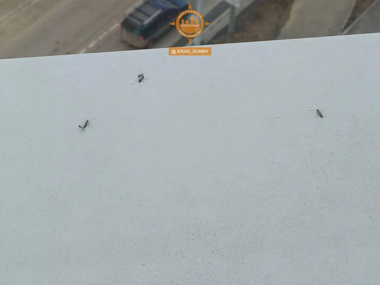 В Красноярске жителей Взлетки напугали настырные насекомые