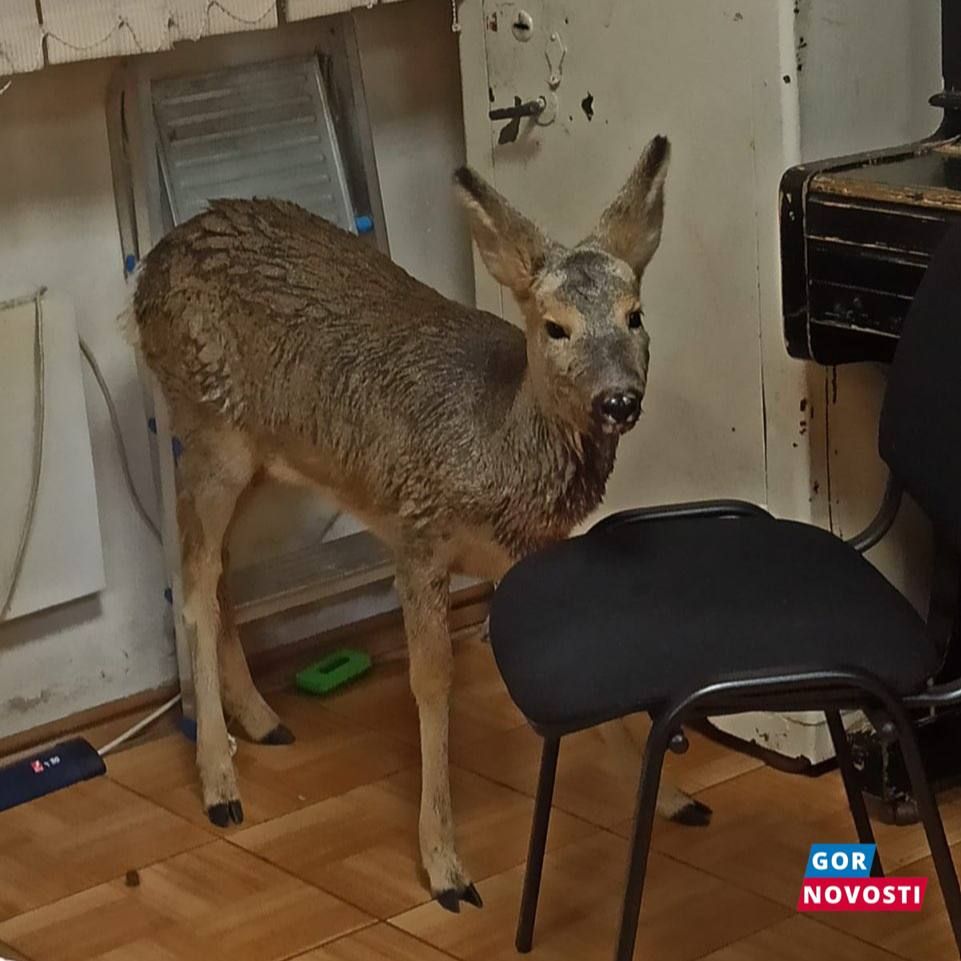 В Красноярском крае поймали группу браконьеров