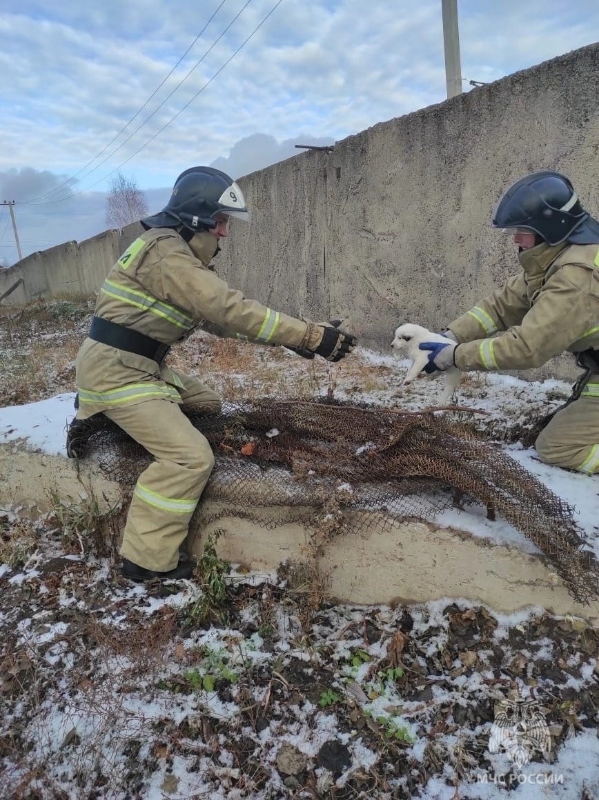 Под Красноярском пожарные спасли собаку и ее восьмерых щенят