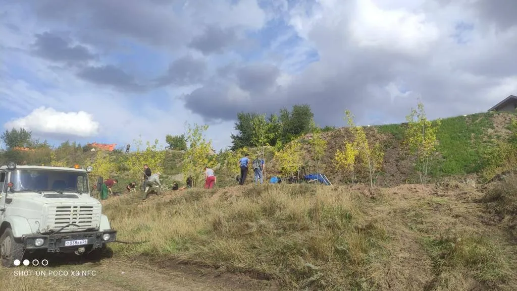 В Красноярске на Караульной горе высадили 53 клёна