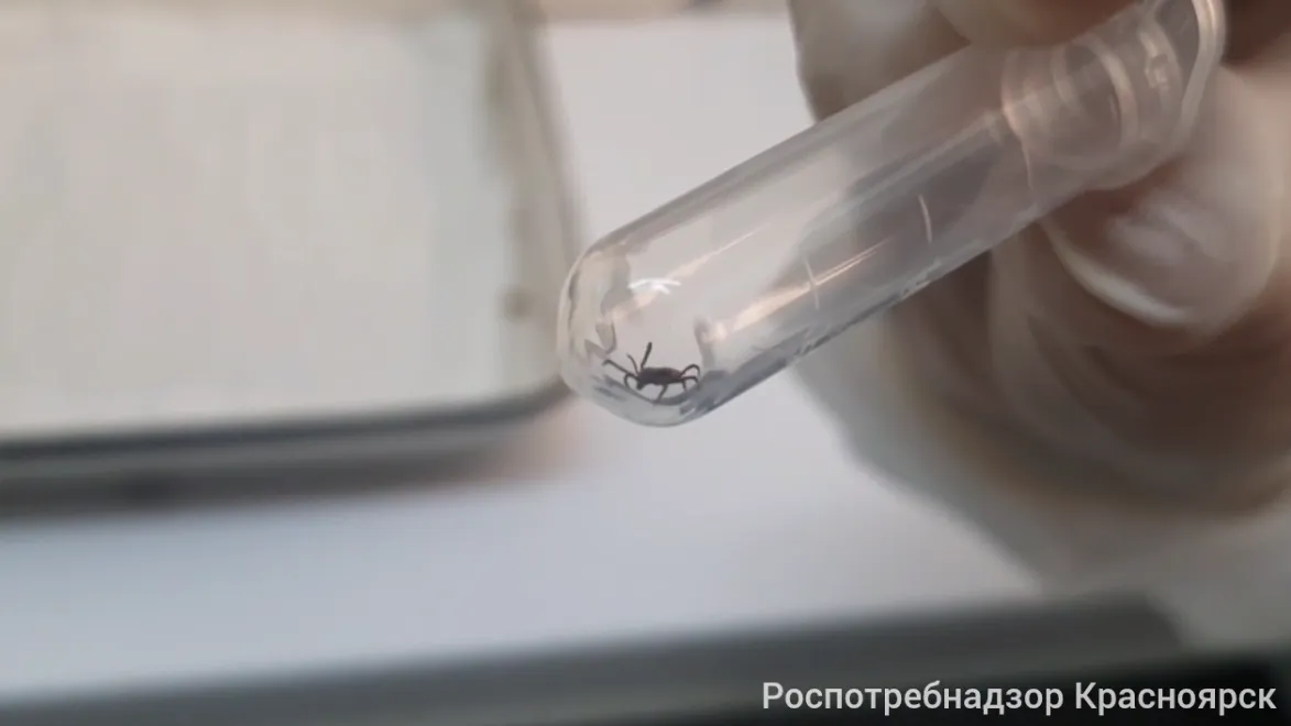 В Красноярске пройдет горячая линия по профилактике клещевого энцефалита