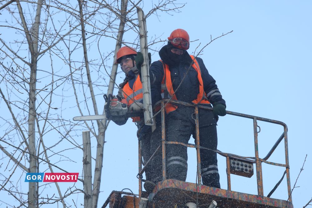 На улицах Красноярска идет омолаживающая обрезка деревьев