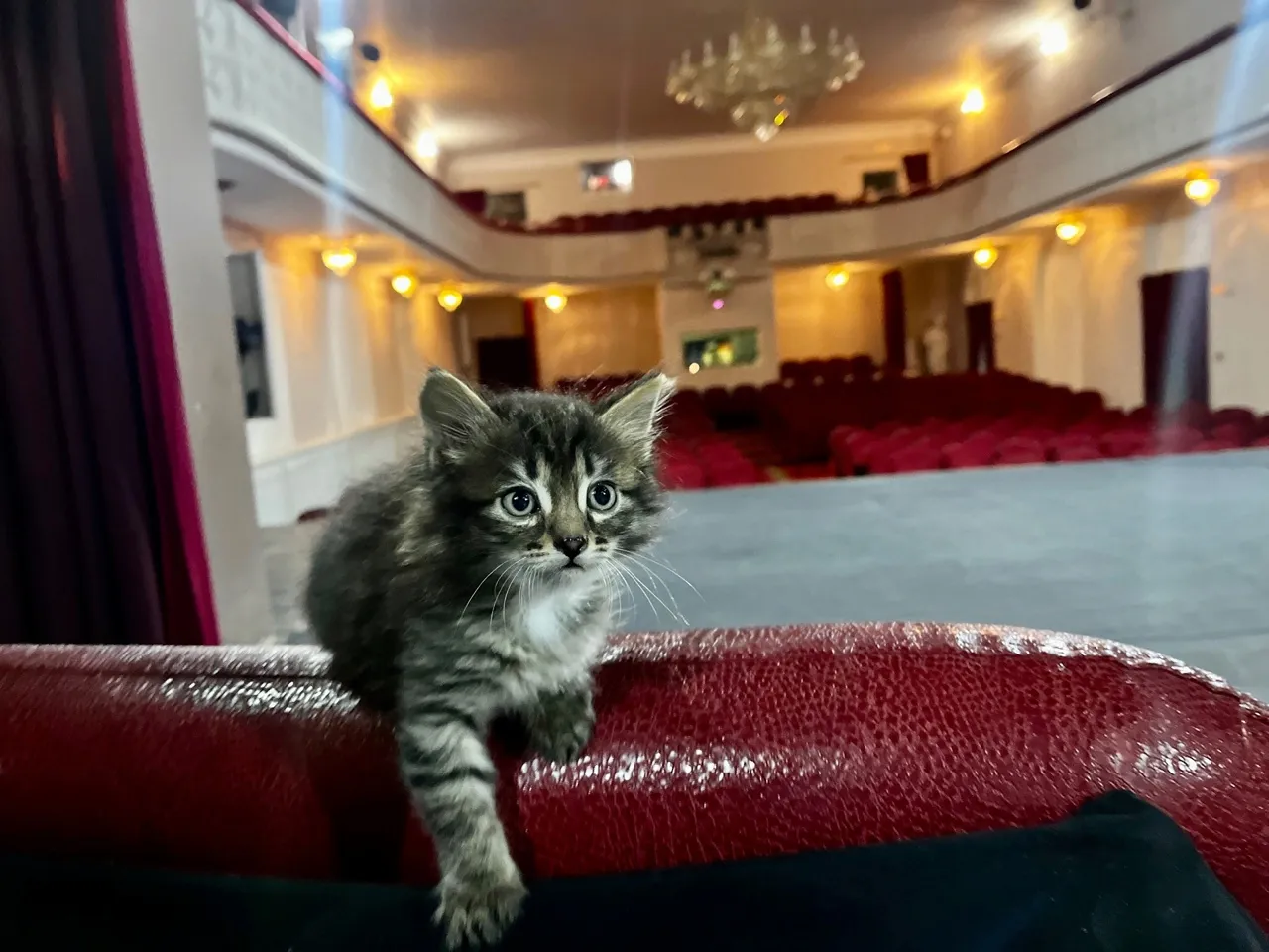 В Ачинском драмтеатре ищут хозяев для полосатого и пушистого актера