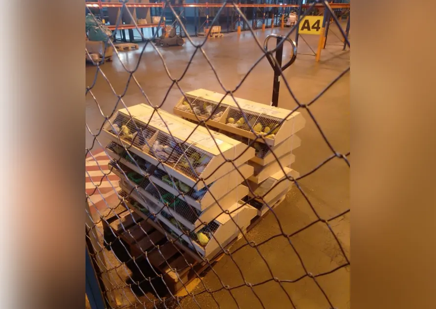 В Красноярск доставили еще 540 попугаев из Киргизии