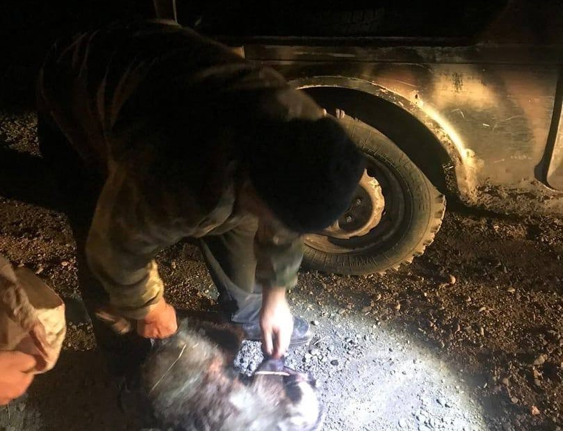В Красноярском крае мужчина убил барсука и лишился за это машины