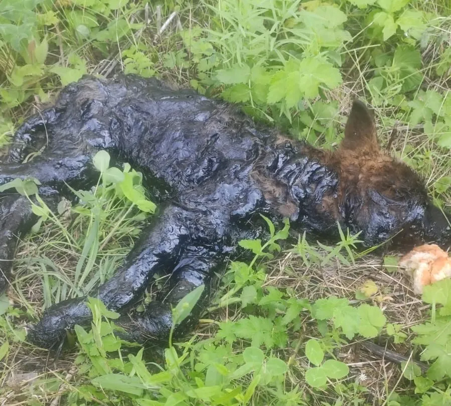 В Красноярском крае спасли провалившегося в яму с гудроном щенка