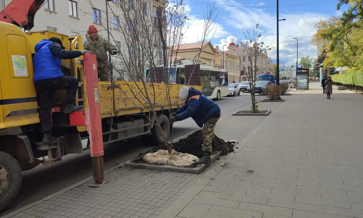 В Красноярске высадили более 20,6 тысячи деревьев