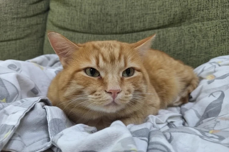 это от КП, не БРАТЬ!!! это от КП, не БРАТЬ!!!