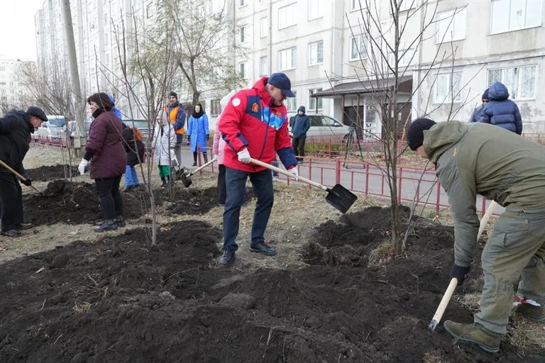 В Красноярске в 2023 году высадили свыше 50 тысяч деревьев
