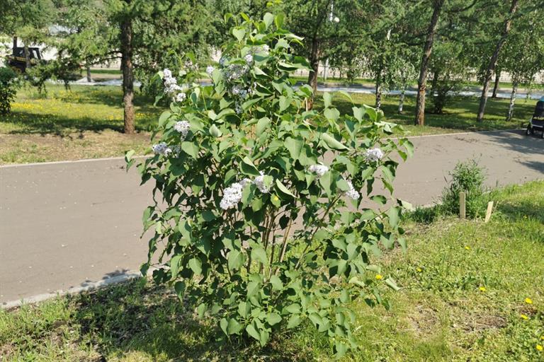 В Красноярске обследуют посаженные за последние три года деревья и кустарники