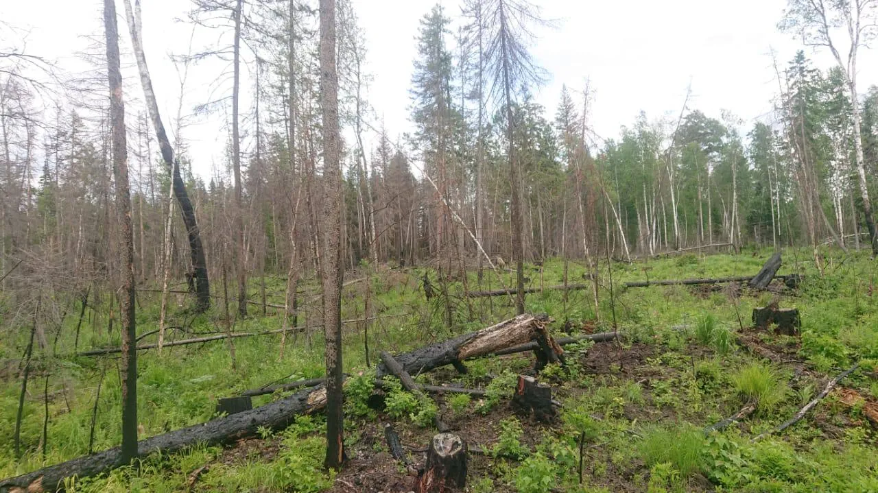 В Красноярском крае ищут пенсионерку и 11-летнюю девочку
