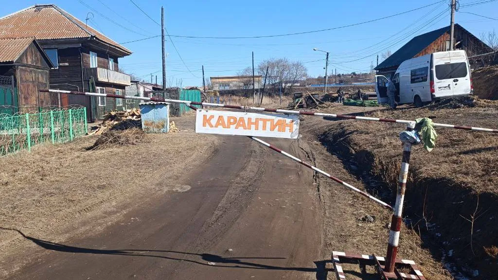 В Красноярском крае осудят виновника вспышки африканской чумы свиней