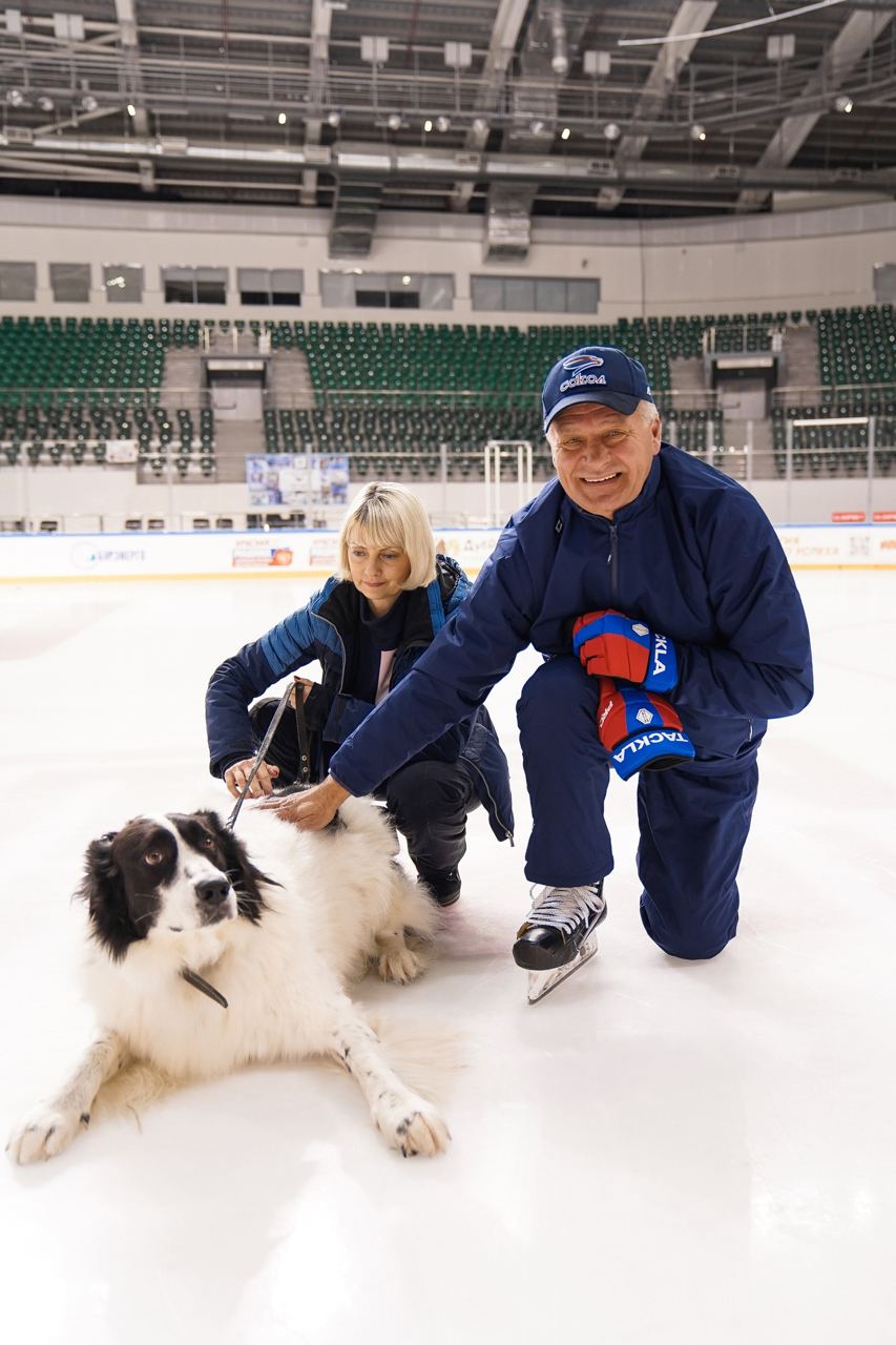 сокол животные 9.jpg