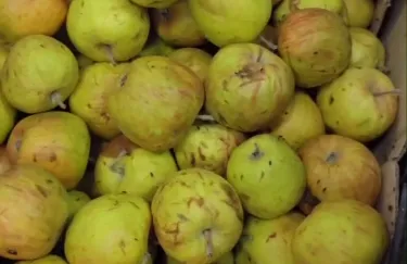 Красноярский дискаунтер получил предостережение за мух на гнилых продуктах