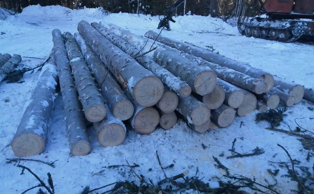 В Красноярском крае незаконно вырубили лес на сумму больше 3,9 млн рублей