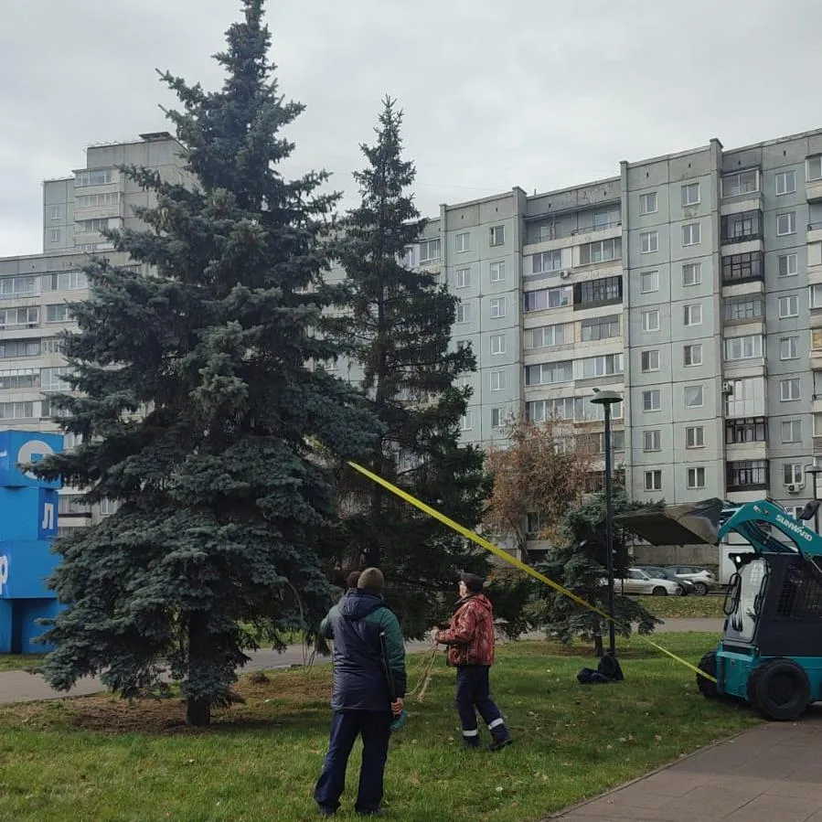 В центре Красноярска спасли пострадавшую от ветра ель