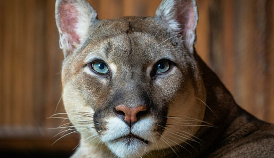 В красноярском «Роевом ручье» не стало пумы Арнальдо