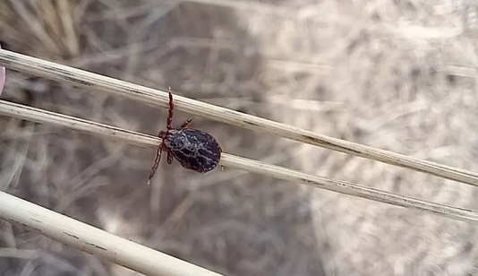 В Красноярске клещ укусил 12-летнюю девочку