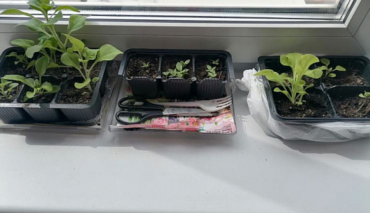 Что сеять уже в феврале и как вырастить крепкую рассаду