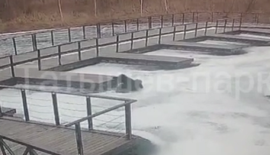 Двое красноярцев провалились под лед на острове Татышев