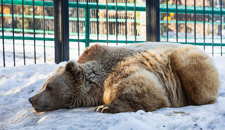 В красноярском «Роевом ручье» проснулись медведи Памир и Буян