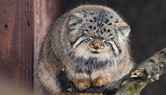 Манул Борис из красноярского зоопарка начал разжировку