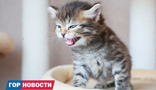 Красноярцев просят помочь собрать корм для бездомных собак и кошек