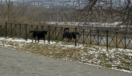 В Красноярске за три недели поступило около 900 заявок на отлов бездомных собак 
