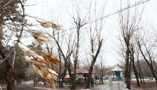 Как в Красноярске планируют бороться с ясенелистным клёном?