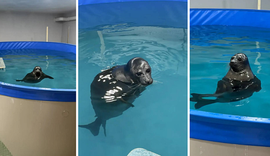 В Красноярске разрешили содержать нерп в культурно-зрелищных целях