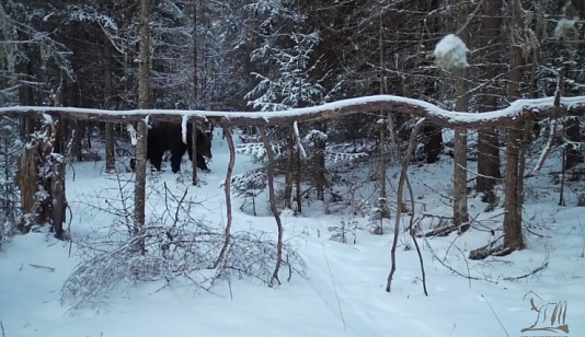 В нацпарке «Красноярские Столбы» опровергли информацию о проснувшемся медведе