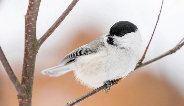 В Красноярске 15 января отмечают День зимующих птиц