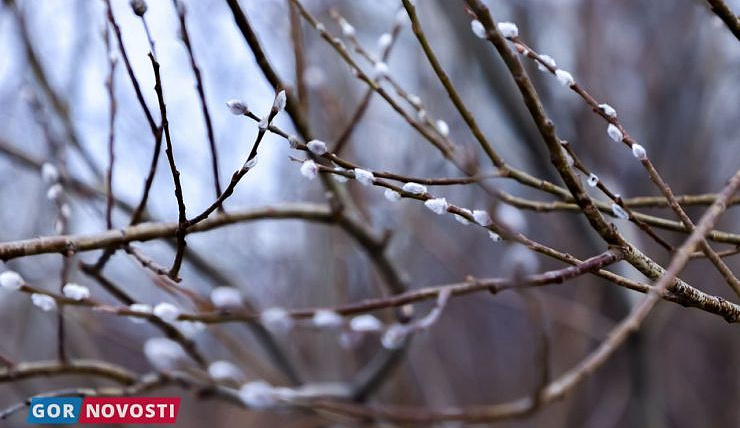 Главные Gornovosti недели: запрет самокатов, сезон клещей, строительство храма и новые автобусы