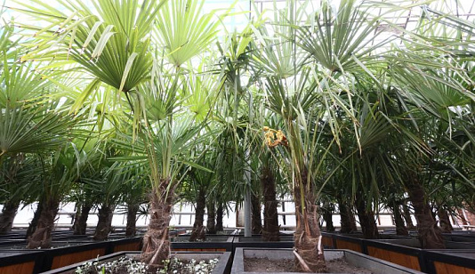 Там, где лето круглый год: как зимуют в Сибири экзотические растения 