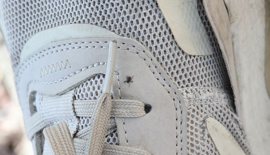 Красноярцам напомнили, когда и как прививаться от клещей