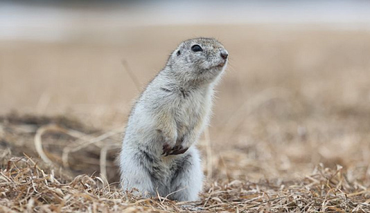 В Красноярске просыпаются суслики — их лучше не трогать руками