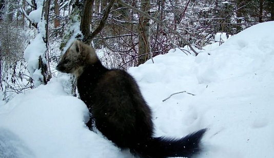 В нацпарке «Шушенский бор» на юге края соболи проверяют фотоловушки