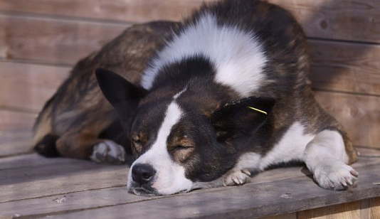  В красноярских Солонцах за сутки отловили 9 бездомных собак 