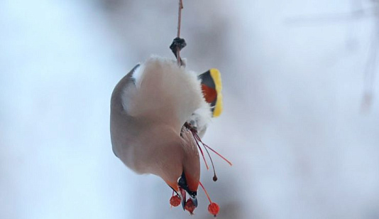 Синоптики снова предупредили красноярцев о морозах