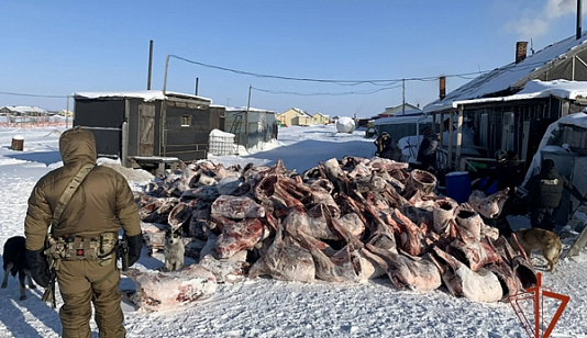 На севере Красноярского края у браконьера изъяли больше 11 тонн мяса северного оленя