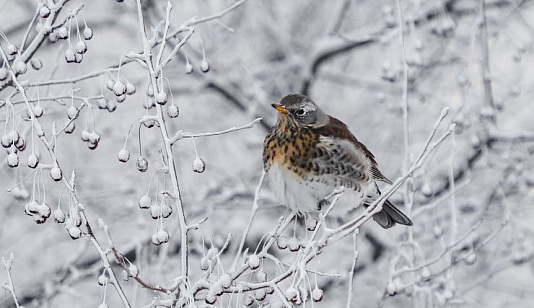 Морозы отступят от Красноярска только к концу недели 