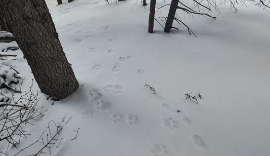 В заповеднике на юге Красноярского края насчитали 18 снежных барсов — 6 из них котята