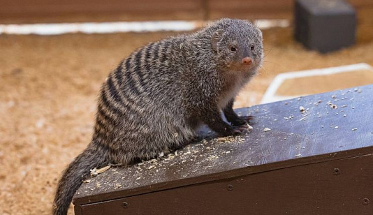 В «Роевом ручье» пройдут показательные кормления животных 