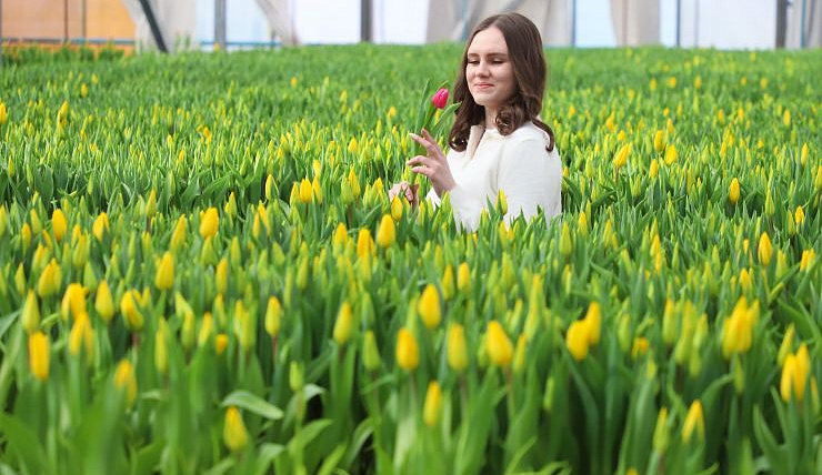 Весна близко: в красноярских теплицах срезали первые тюльпаны