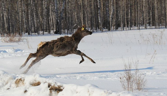 В Красноярском крае весной выпустят в дикую природу 64 марала