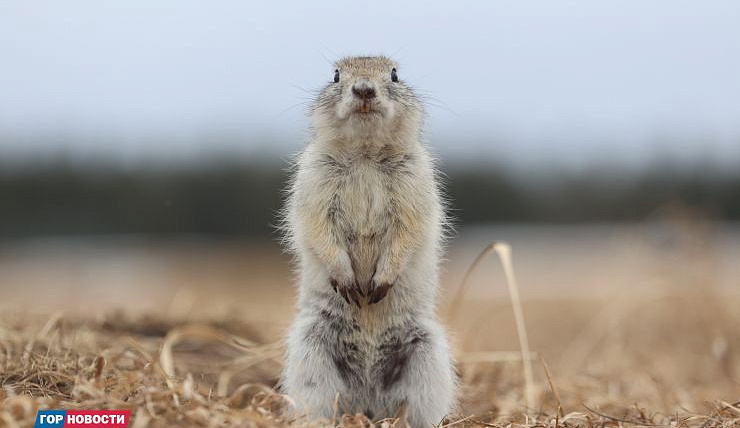 Главные Gornovosti недели: в Красноярске просыпаются суслики, вводят ограничения для большегрузов, строят метро и реже болеют ОРВИ